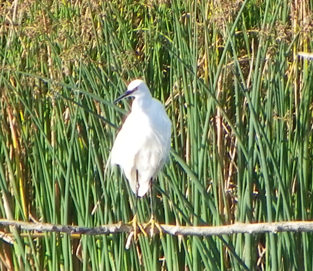 little egret